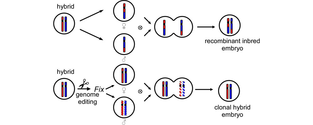 Clonal seeds from hybrid rice by simultaneous genome engineering of meiosis and fertilization ge...