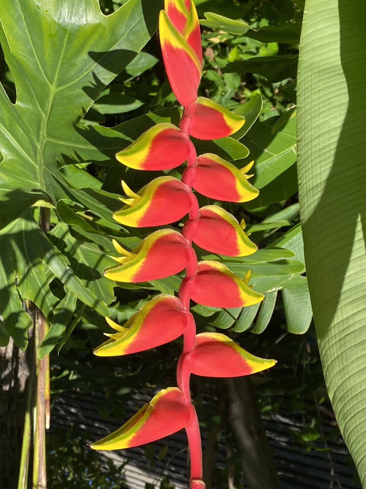 红红火火节节高