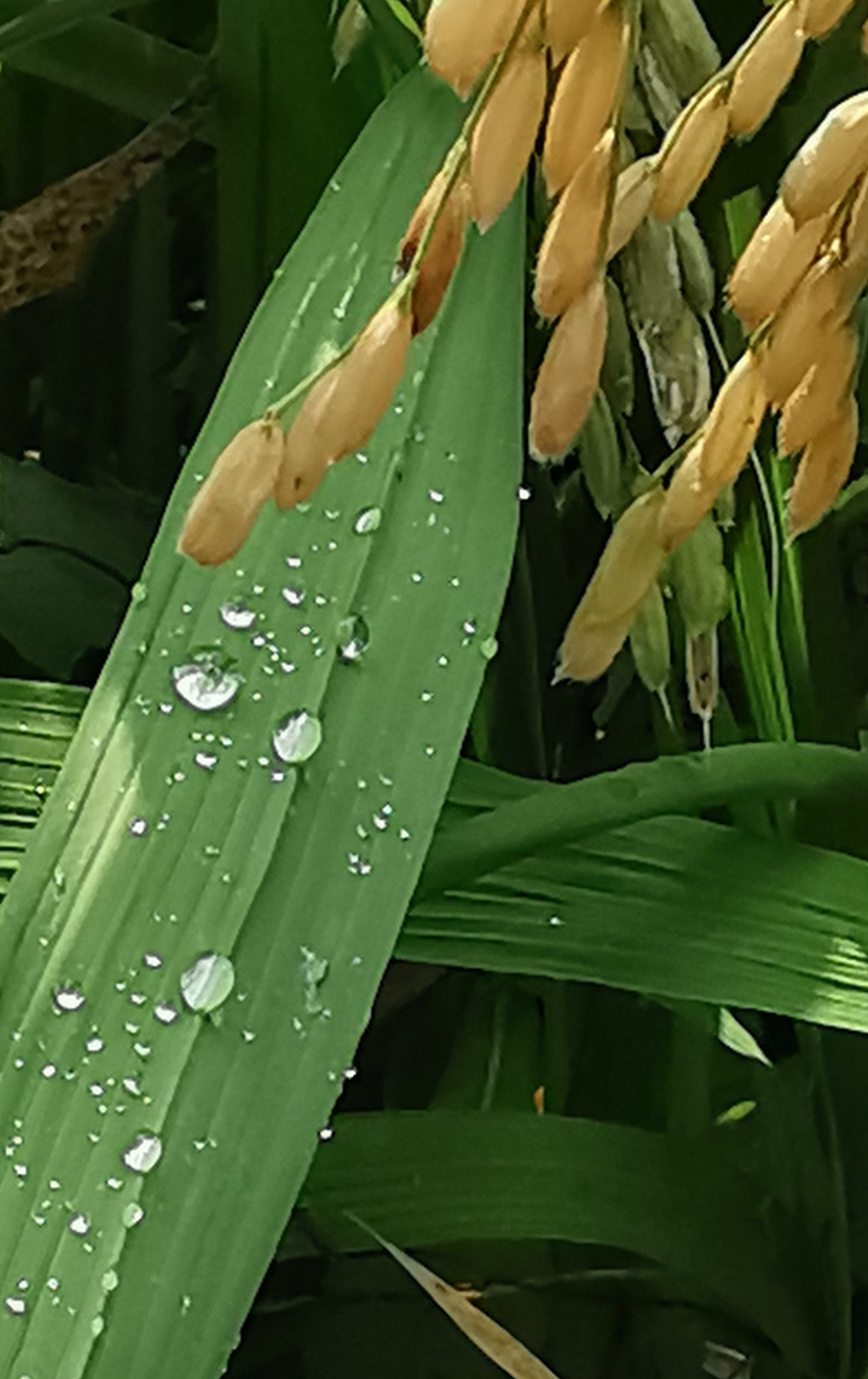 水稻上的露水