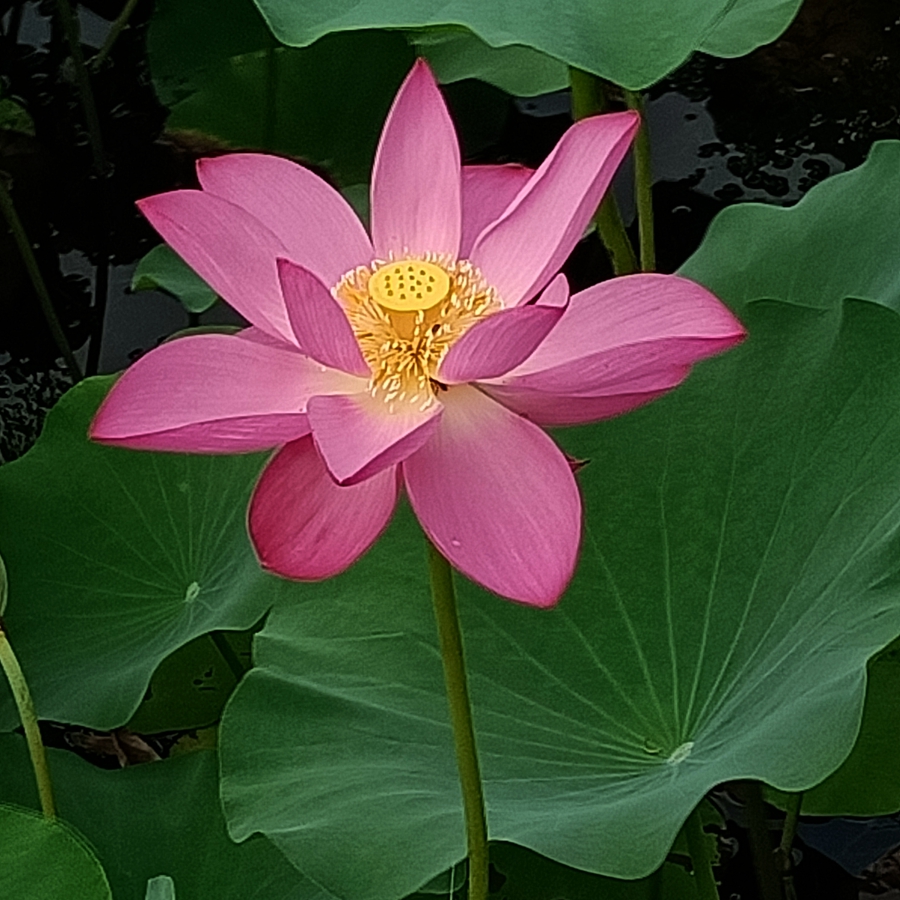 观荷