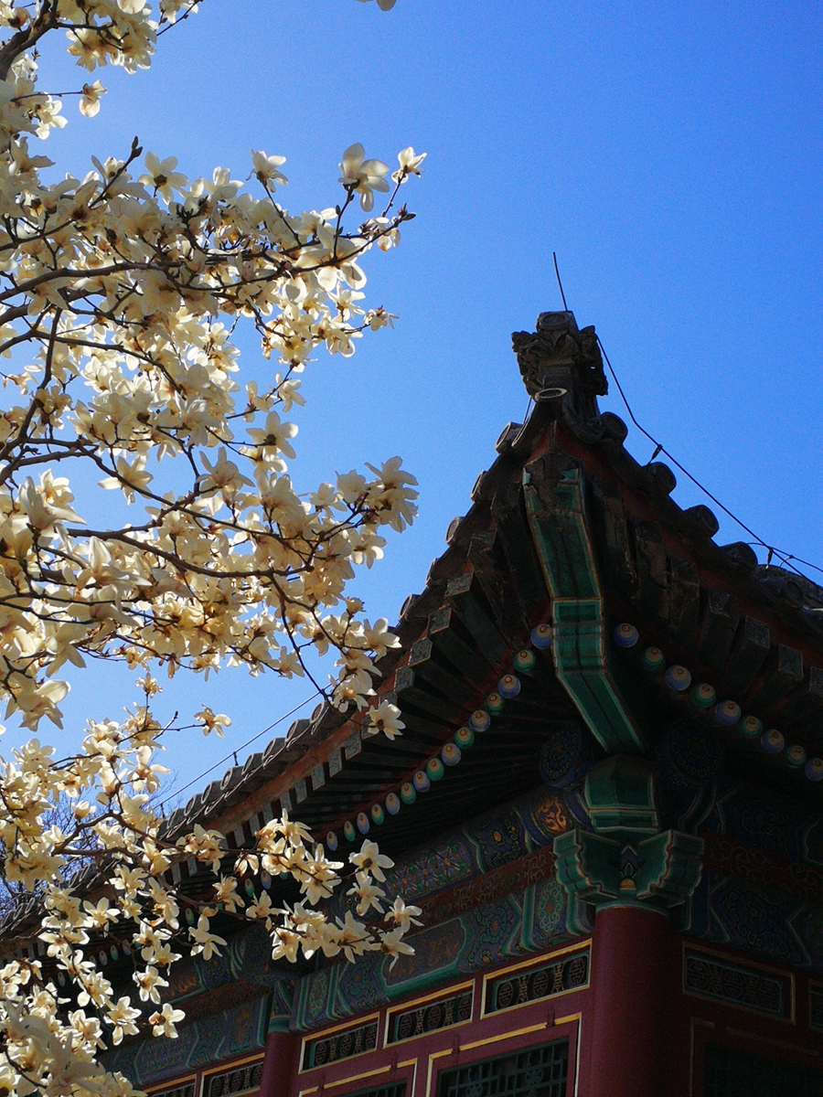 玉兰花下