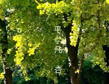 平凡杏衣人  拂去草落尘