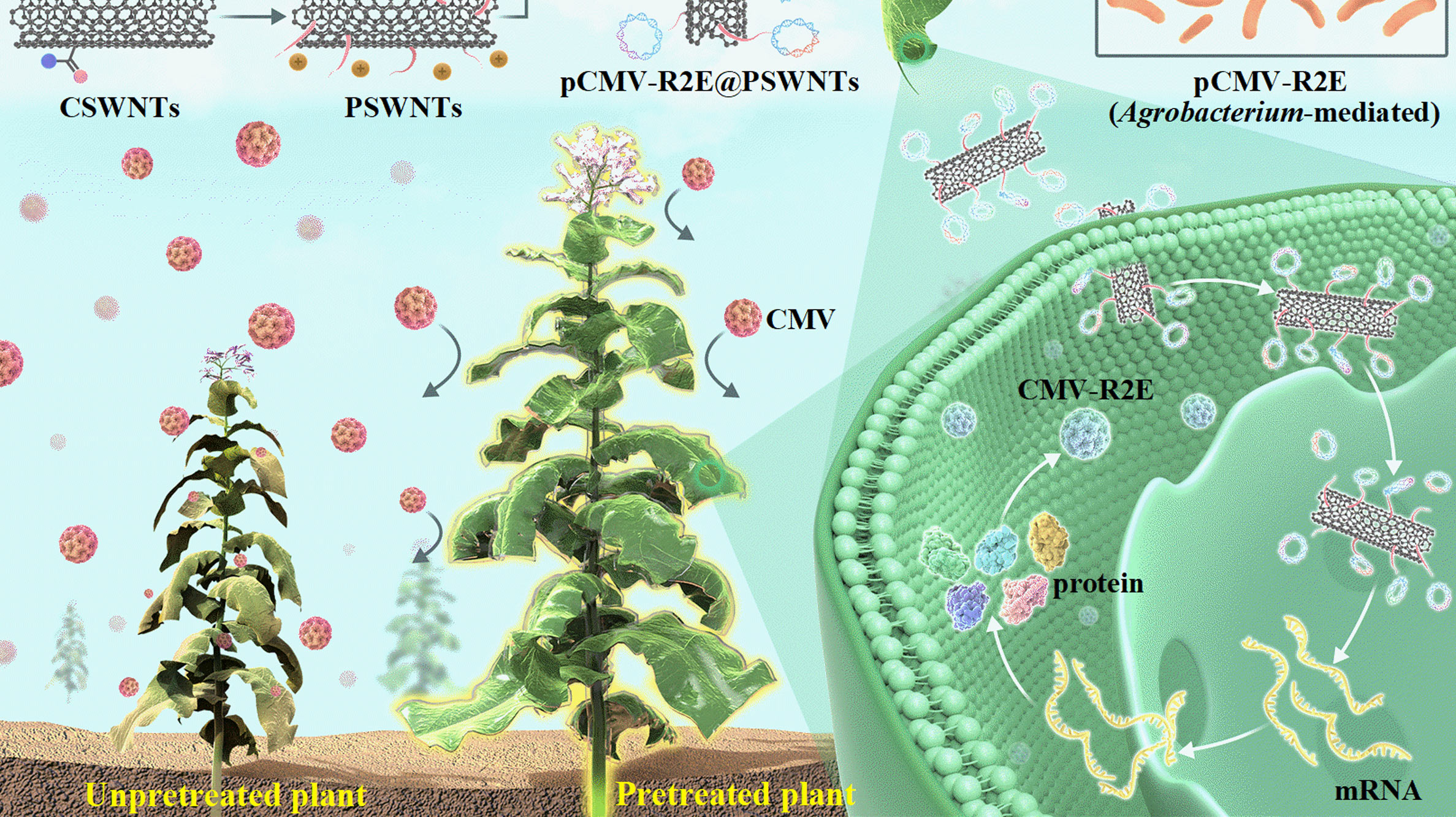 烟草所提出核酸大分子可持续防控植物病毒病新策略